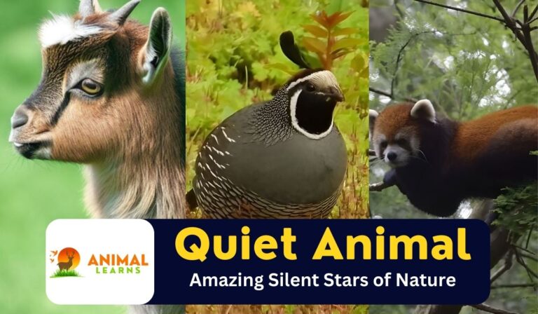 50 Quiet Animal: Amazing Silent Stars of Nature