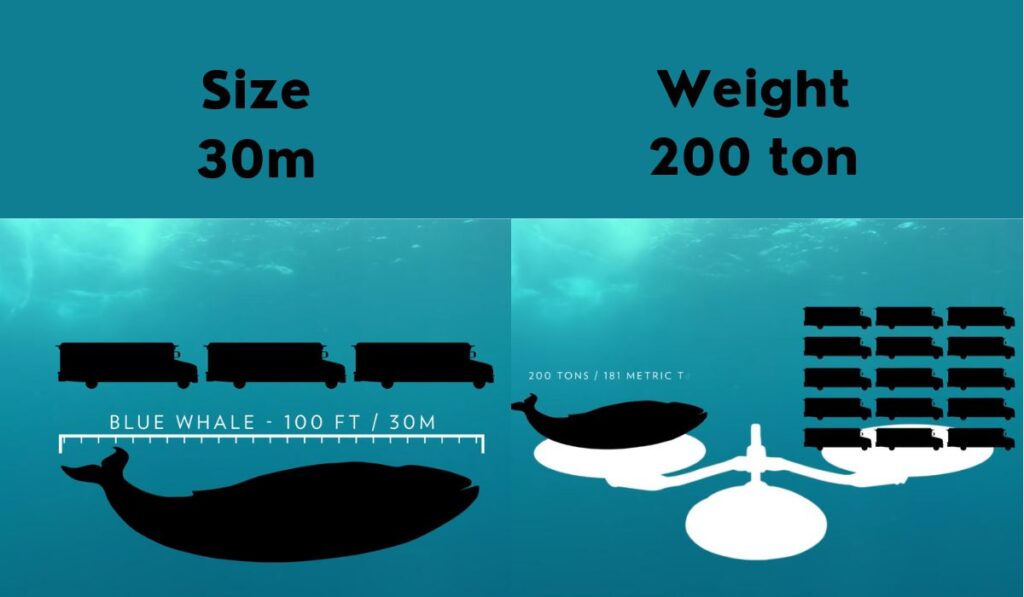 Size, weight