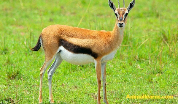 Speke’s Gazelle (Gazella Spekei) - Animals That Look Like Deers