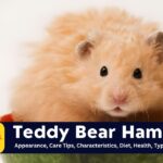 Teddy Bear Hamster