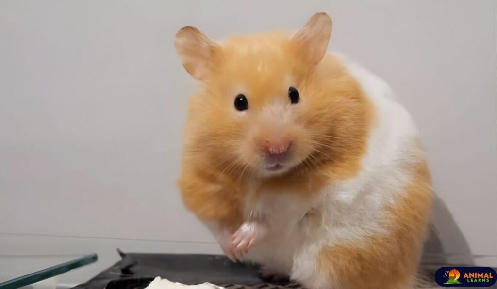 Teddy Bear Hamster: Diet, Types and Facts