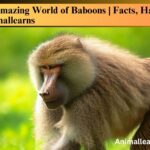 The Amazing World of Baboons