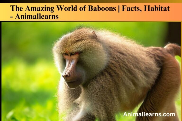The Amazing World of Baboons | Facts, Habitat – Animallearns