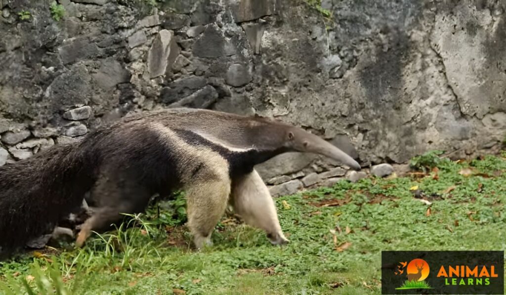 The Fascinating World of Anteater Species