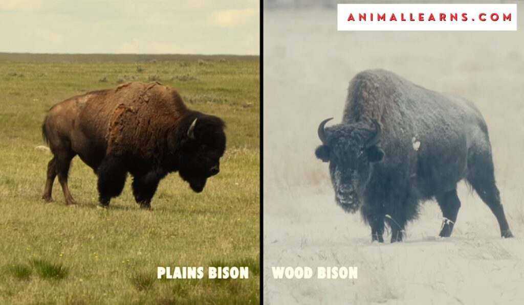 Types of American Bison