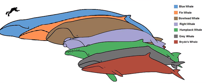 Types of baleen Whales