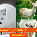 White Animals in Nature