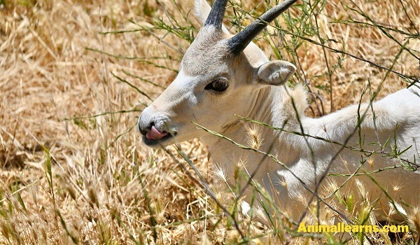 Addax (Addax Nasomaculatus) - Animals That Look Like Deers