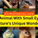 animal with small eyes