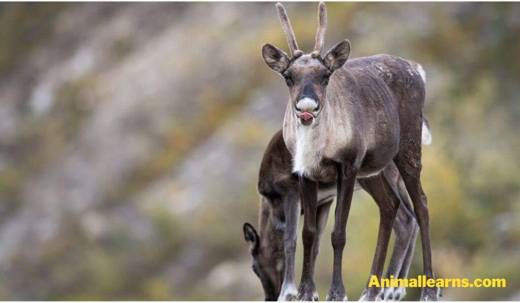 Caribou (Rangifer Tarandus) - Animals That Look Like Deers