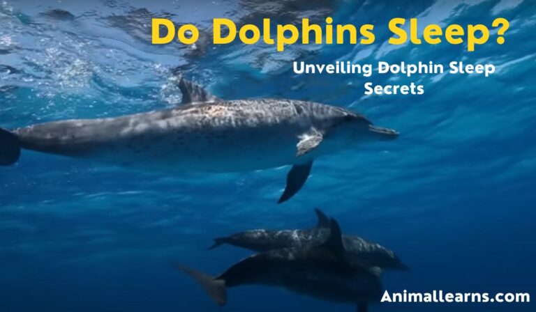 Do Dolphins Sleep? Unveiling Dolphin Sleep Secrets