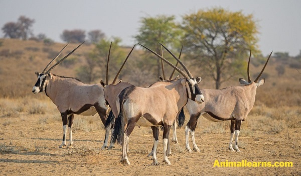 Gemsbok (Oryx Gazella) - Animals That Look Like Deers