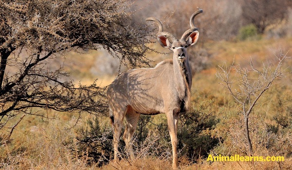 Greater Kudu (Tragelaphus Strepsiceros) - Animals That Look Like Deers