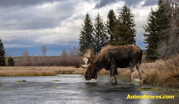Moose (Alces Alces) - Animals That Look Like Deers