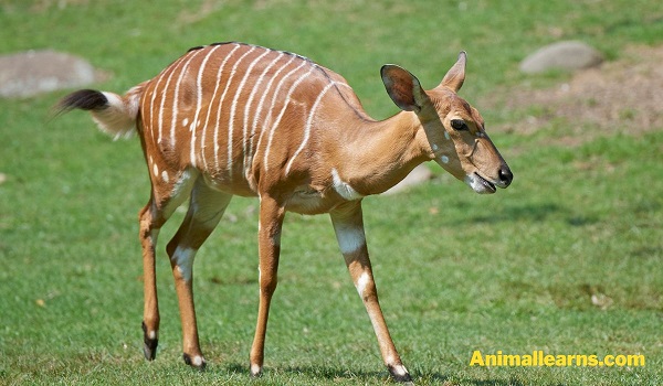 Nyala (Tragelaphus Angasii) - Animals That Look Like Deers