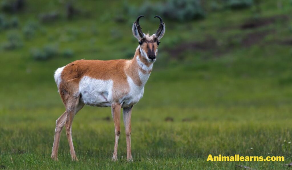 Pronghorn (Antilocapra Americana) - Animals That Look Like Deers