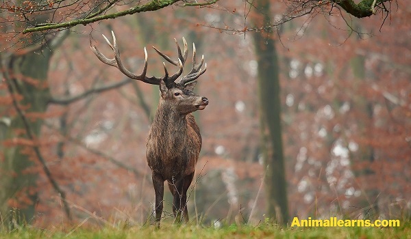 Red Deer (Cervus Elaphus) - Animals That Look Like Deers