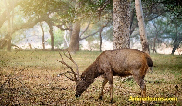 Sambar (Rusa unicolor) - Animals That Look Like Deers