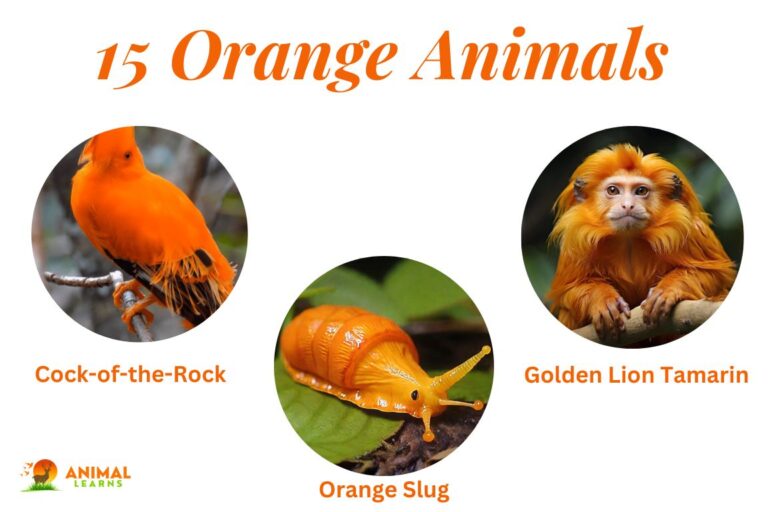 15 Amazing Orange Animals: Nature’s Bright Shades