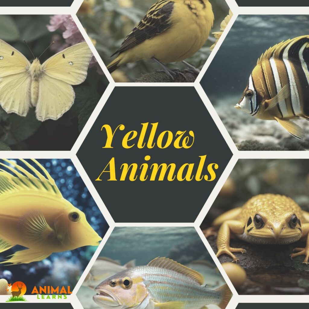 50 Yellow Animals: Nature's Brightest Wonders