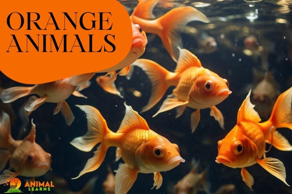 Amazing Orange Animals Nature's Bright Shades