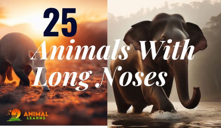 25 Animals With Long Noses: Nature’s  Wonderful Things
