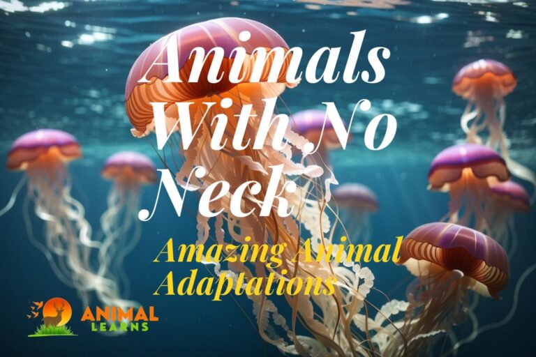 10 Animals With No Neck: Amazing Animal Adaptations