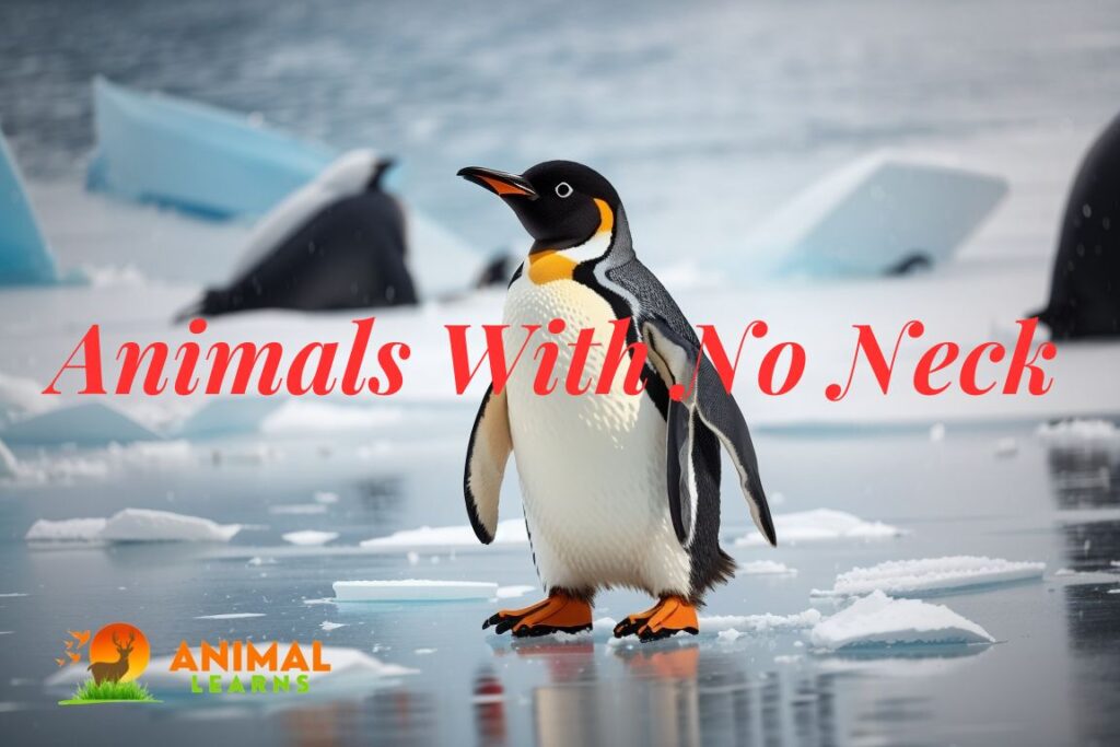 10 Animals With No Neck Amazing Animal Adaptations
