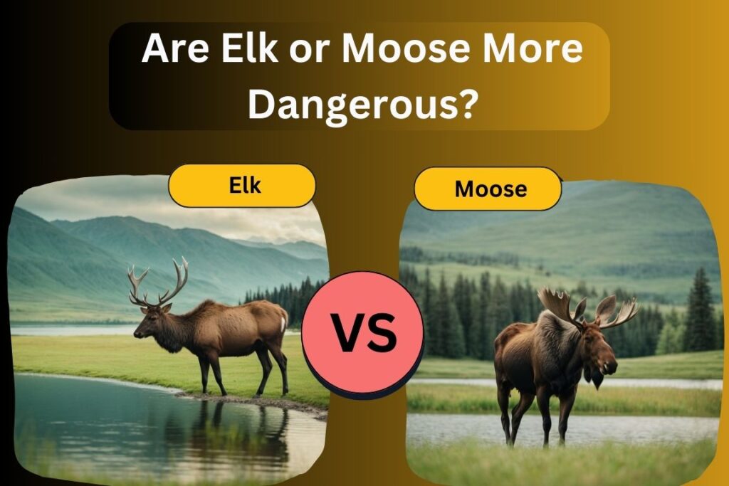 Are Elk or Moose More Dangerous