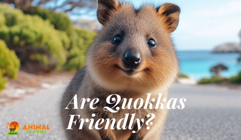 Are Quokkas Friendly? Find Out The Amazing Reasons