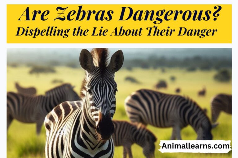 Are Zebras Dangerous? Discover the Reality