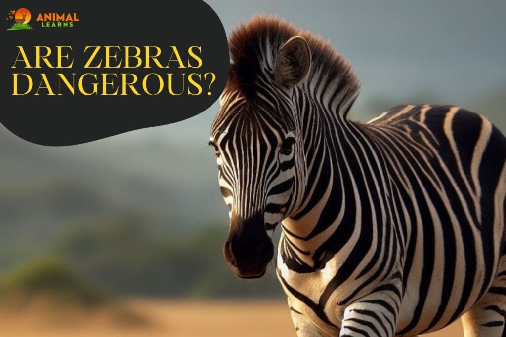Are Zebras Dangerous Dispelling the Lie About Their Danger