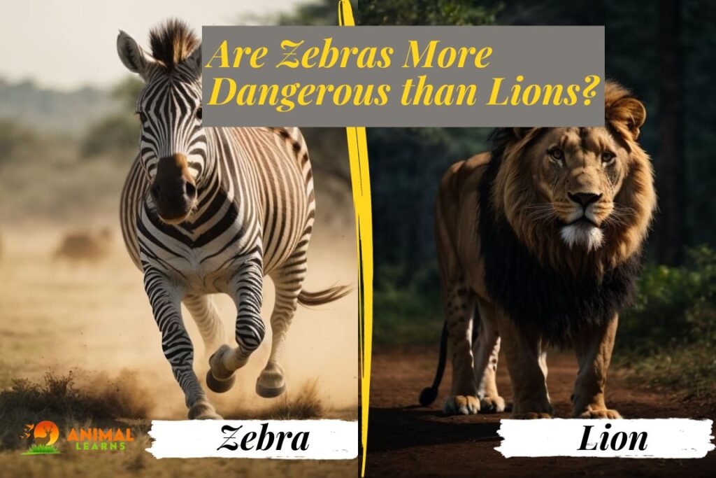 Are Zebras More Dangerous than Lions