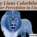 Are lions colorblind