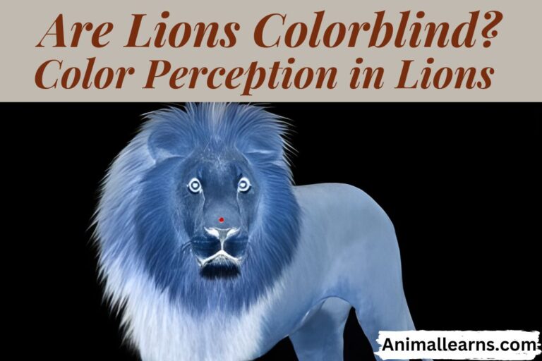 Are Lions Colorblind? Color Perception in Lions