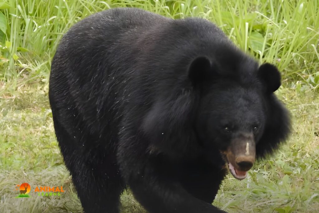 Asian Black Bear (Ursus thibetanus)
