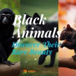 black animals