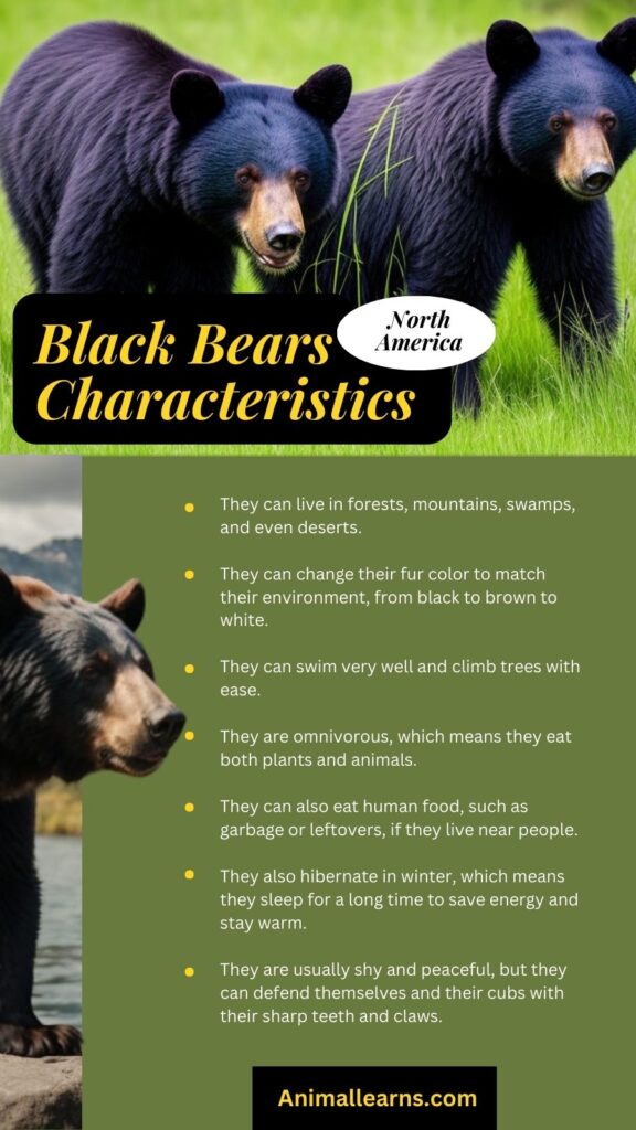 Black Bear Characteristics