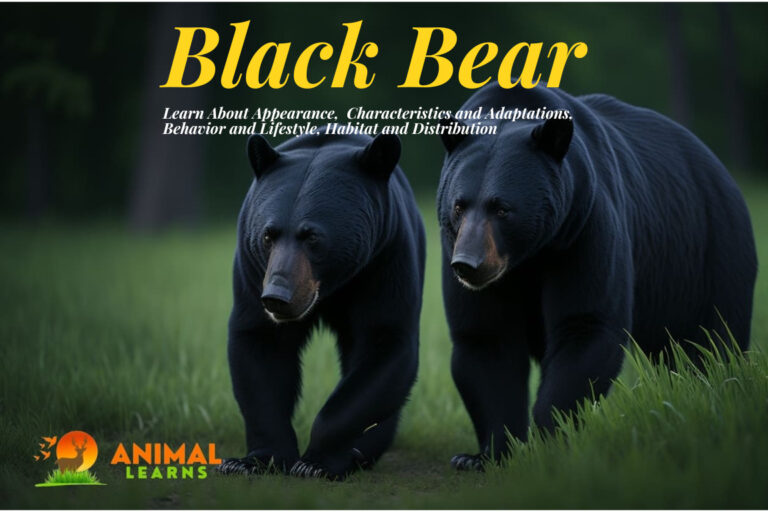 Fascinating World of Black Bears