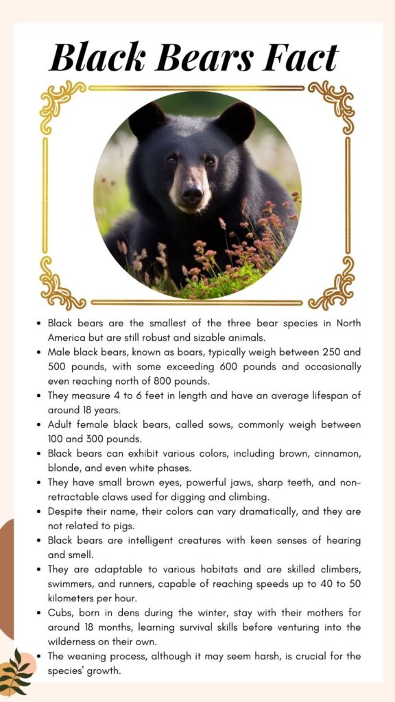 Black Bears Fact