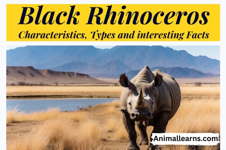 Black Rhinoceros: Types and Interesting Facts