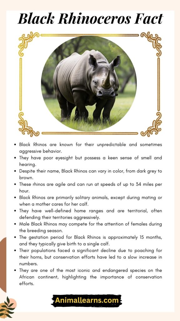 Black Rhinoceros Interesting Facts