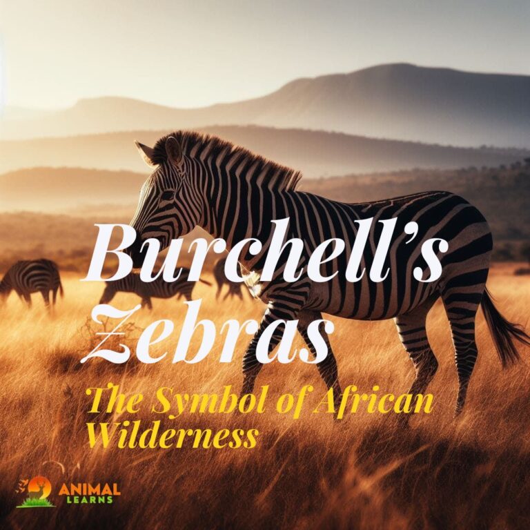 Burchell’s Zebras: The Symbol of African Wilderness