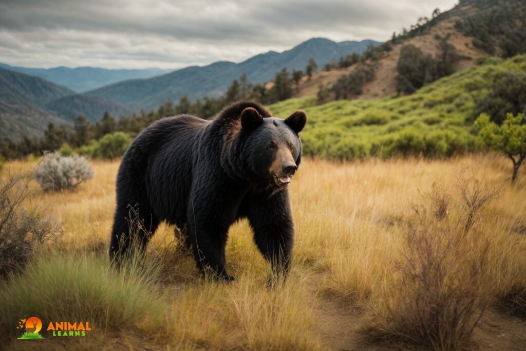 California Black Bear (Ursus americanus californiensis)