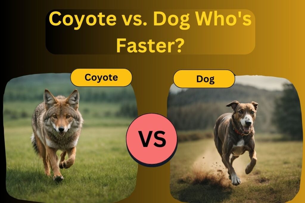 Coyotes vs. Dogs - Who's Faster?