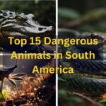 Dangerous Animals in South America