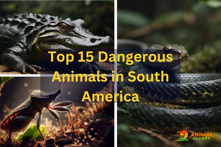 Top 15 Dangerous Animals in South America