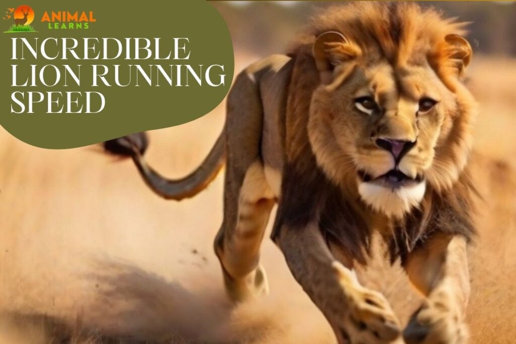 Incredible Lion Running Speed: The Need for Speed