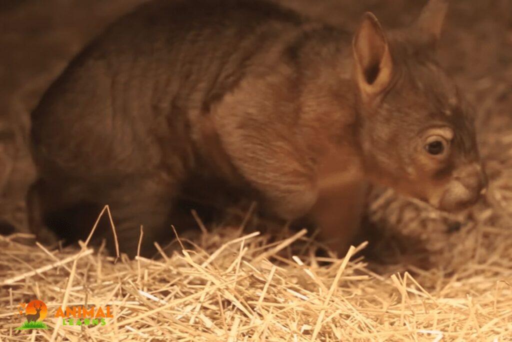 Hairy-Nosed Wombat