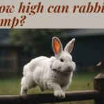 How high can rabbits jump